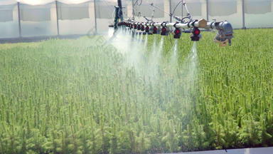 灌溉绿色种植园松幼苗喷水<strong>灭火</strong>系统系统